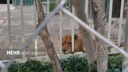 گرمازدگی حیوانات باغ وحش صفه در تابستان سوزان اصفهان به علاوه تصاویر